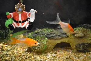 fish at Veronicas_small