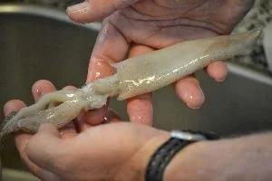 Squid whole_small