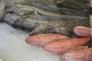 eel_small