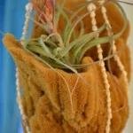 hanging sponge