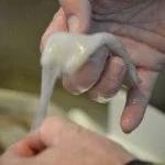 removing the outer skin to reveal flesh_small