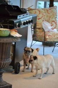 so whats for dinner_small